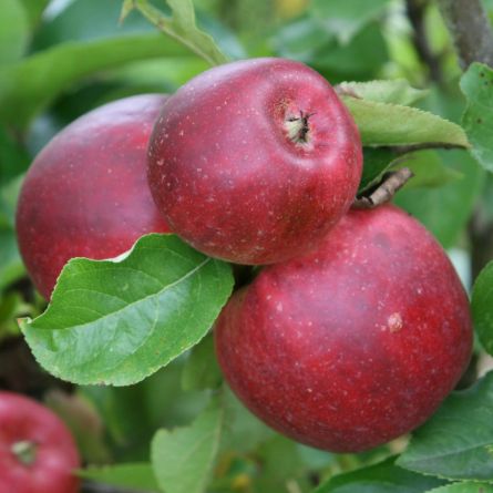 Hauenstein Pflanzpaket «Herbstgenüsse für die Terrasse» 